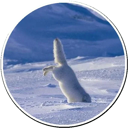 Telegram Sticker «Arctic Fox» 😚