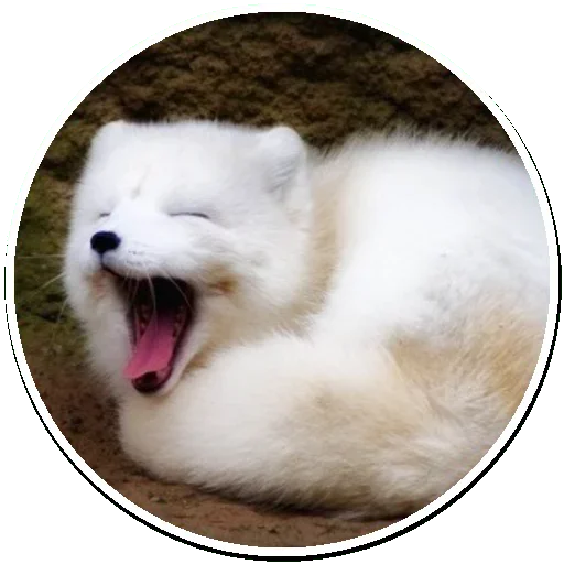 Telegram Sticker «Arctic Fox» 😍