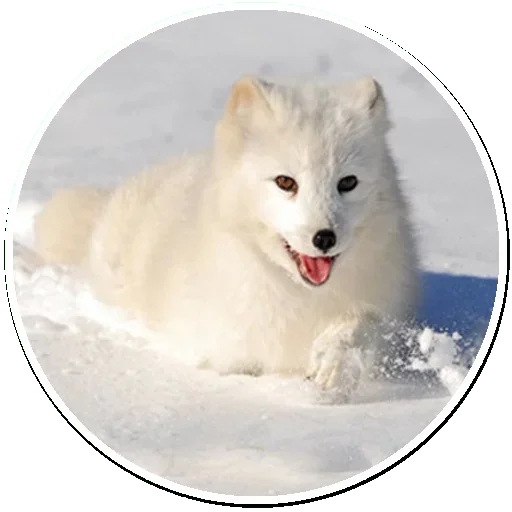 Telegram Sticker «Arctic Fox» 😙