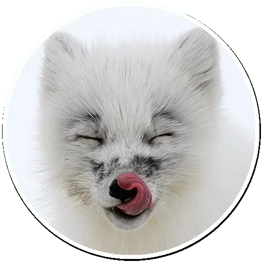 Эмодзи Arctic Fox 😙