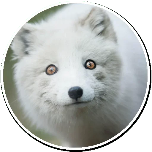 Arctic Fox emoji 😚