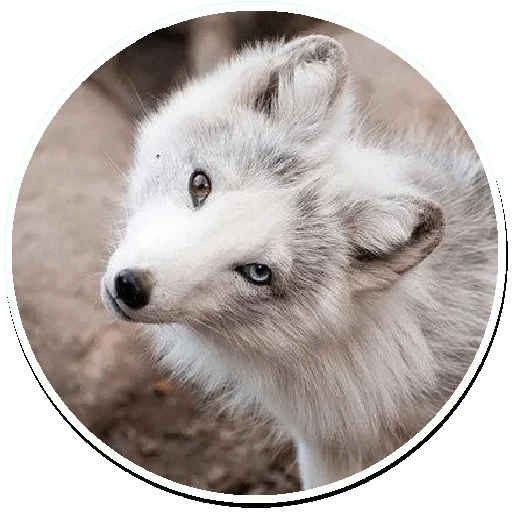 Telegram Sticker «Arctic Fox» 😜