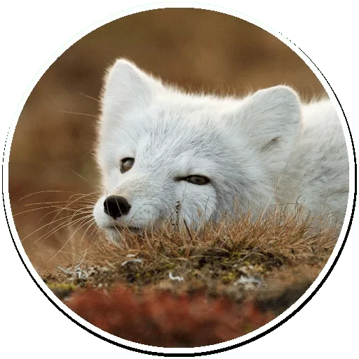 Емодзі Arctic Fox 😚