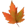Telegram emoji «autumn» 🍁