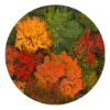 Telegram emojisi «autumn» 🌳