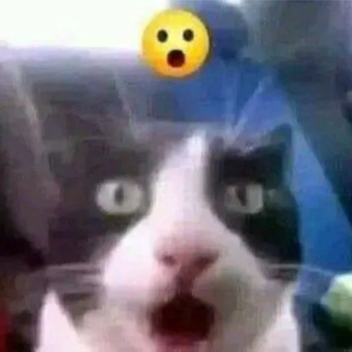 Cats memes stiker 😲