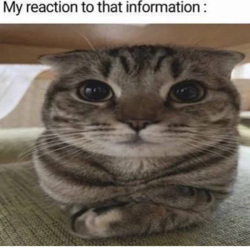 Эмодзи Cats memes 🪰