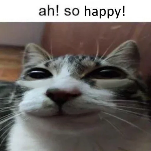 Эмодзи Cats memes ☺️