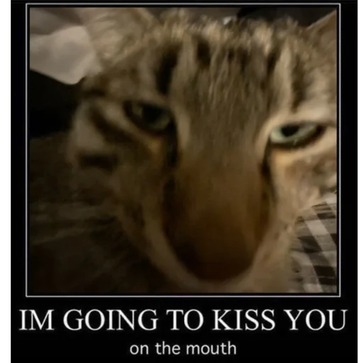Эмодзи Cats memes 💋