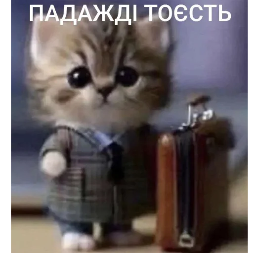 Стікер Telegram «Cats memes» 🤓