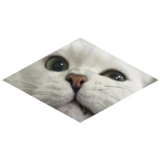 Telegram Sticker «Cats» 😾