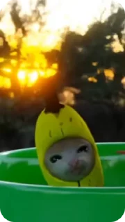 Стикер Banana Cat ☺️