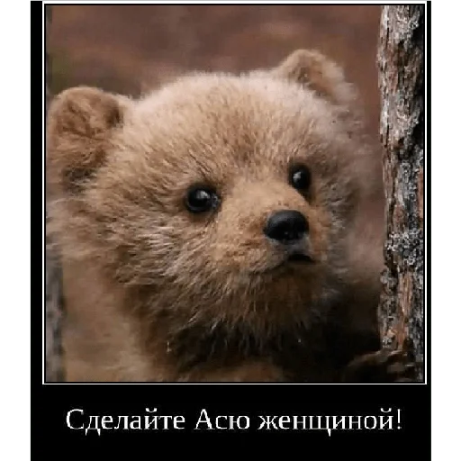 Стікер Смешная банда дичи 🐻