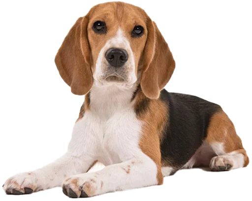 beagle-1 stiker 🙄