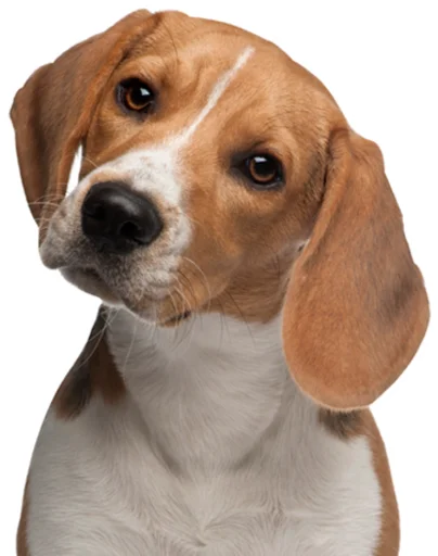 beagle-1 emoji ?