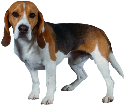 Стікер beagle-1 😬