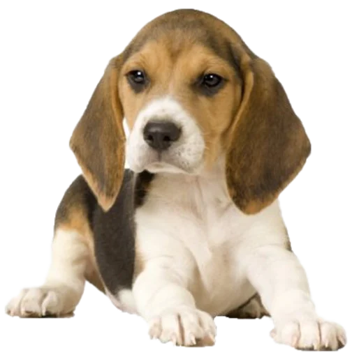 Стікер beagle-1 😞