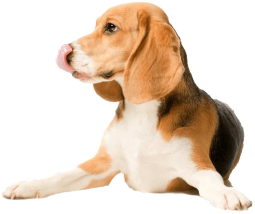 beagle-1 emoji 😝