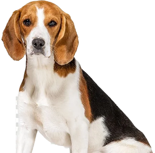 Стікер beagle-1 😔