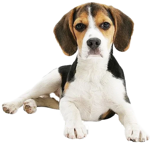 beagle-1 stiker 😒