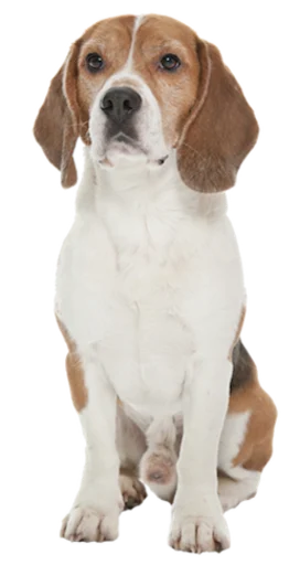 Стікер beagle-1 😐