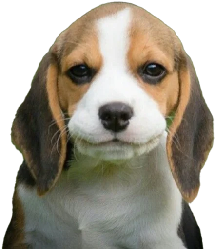 beagle-1 emoji 😏