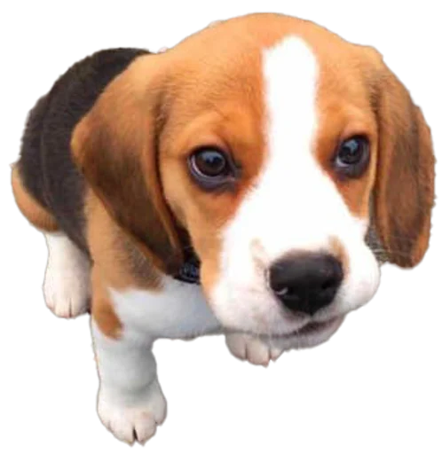 Стікер beagle-1 😌