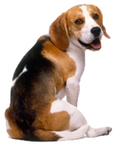 beagle-1 stiker 😋