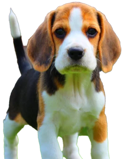 Стікер beagle-1 😄