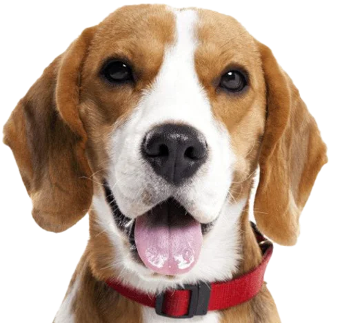 Стікер beagle-1 😃