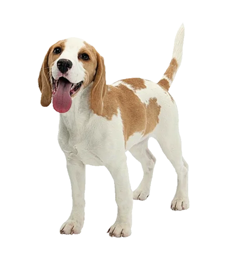 beagle-1 stiker 😁