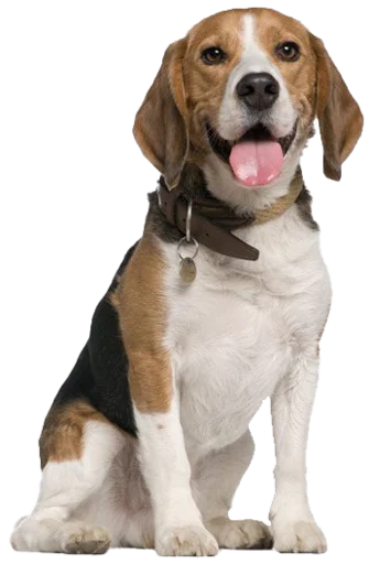 Стікер beagle-1 😀