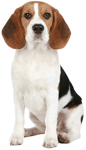 Стікер beagle-1 🪑