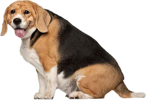 Telegram Sticker «beagle-1» ?
