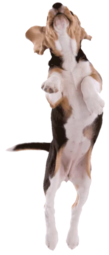 Стікер beagle-1 🥏