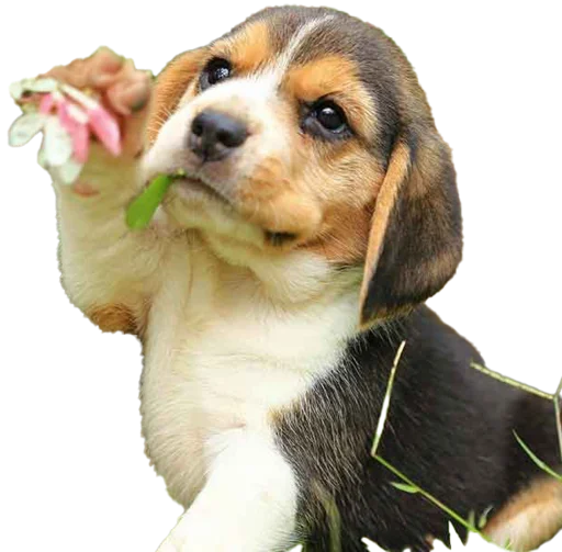 beagle-1 stiker 🥀