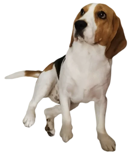 beagle-1 stiker 🤪