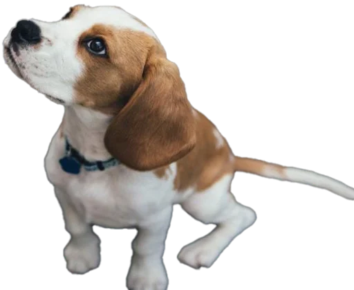 beagle-1 stiker 🤩