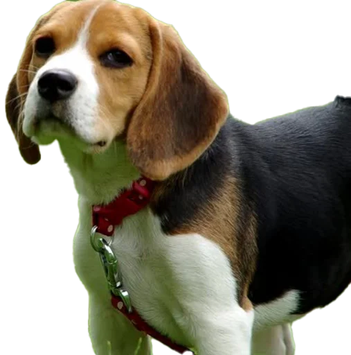 Стікер beagle-1 🤨