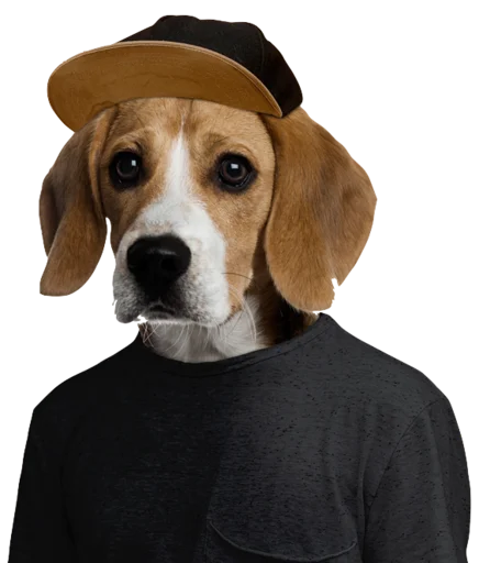 beagle-1 stiker 🤠