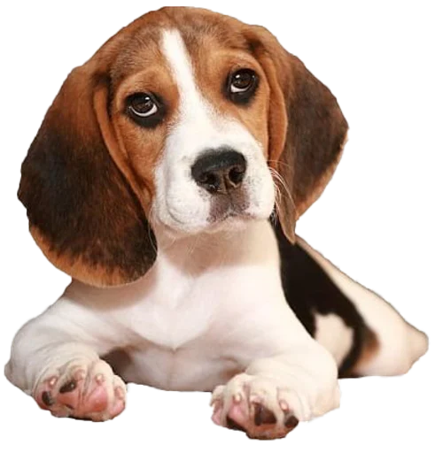 Стікер beagle-1 🤔