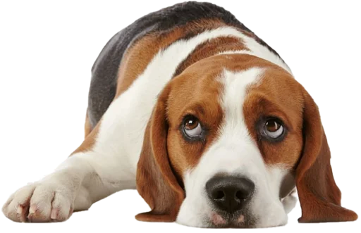 beagle-1 emoji ?