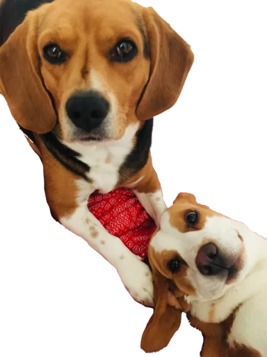 beagle-1 emoji 👩‍👦