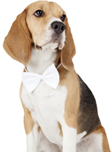 beagle-1 emoji 👔