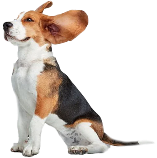 beagle-1 stiker 👂