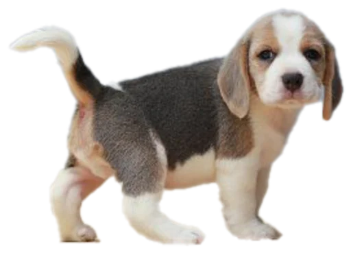 beagle-1 stiker 🐕