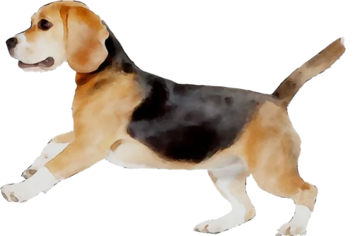 Стикер Telegram «beagle-1» ?
