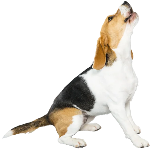 beagle-1 emoji 🎶