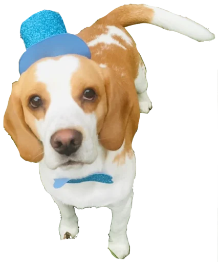 beagle-1 emoji 🎩
