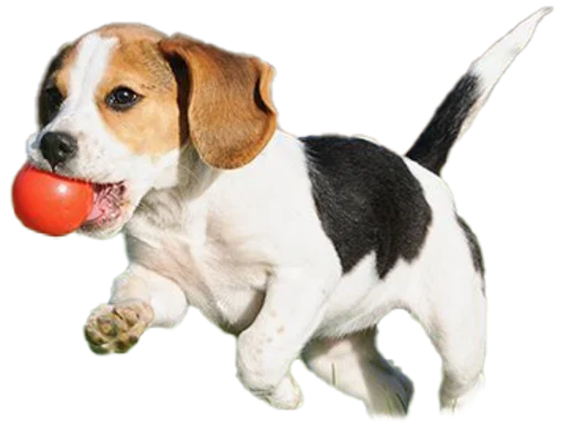 Эмодзи beagle-1 ⛹️